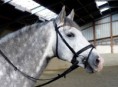 /album/les-chevaux/a1470415-10152074665434113-650961928-n-2-jpg2/